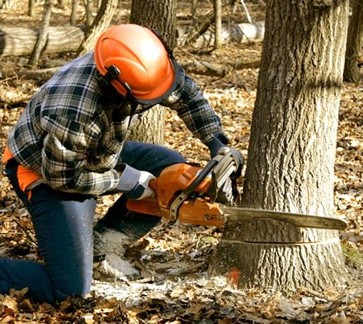 Tree Removal in Manila, AR